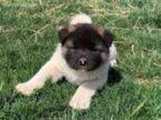 Akita Puppy for sale in Plummer, ID, USA