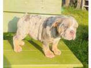 Bulldog Puppy for sale in Lubbock, TX, USA