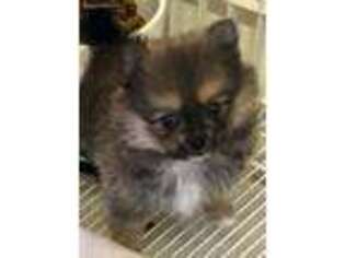 Pomeranian Puppy for sale in Northport, AL, USA