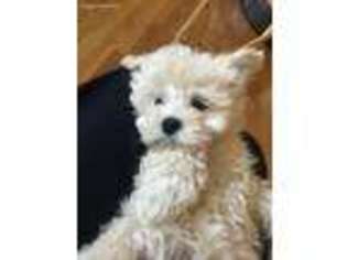 Maltipom Puppy for sale in Imperial, MO, USA