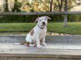 American Staffordshire Terrier Puppy for sale in Youngsville, LA, USA