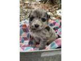 Mutt Puppy for sale in Royalston, MA, USA