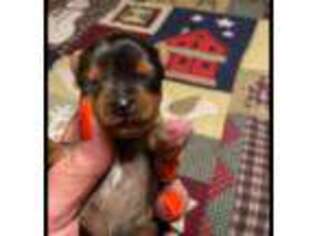 Yorkshire Terrier Puppy for sale in Huttonsville, WV, USA