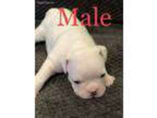 Bulldog Puppy for sale in Warner Robins, GA, USA