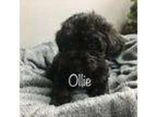 Yorkshire Terrier Puppy for sale in Mifflintown, PA, USA