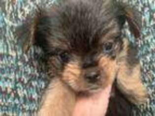 Yorkshire Terrier Puppy for sale in Madison Heights, VA, USA