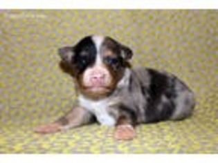 Miniature Australian Shepherd Puppy for sale in Houma, LA, USA