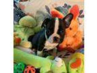 French Bulldog Puppy for sale in Scio, OH, USA