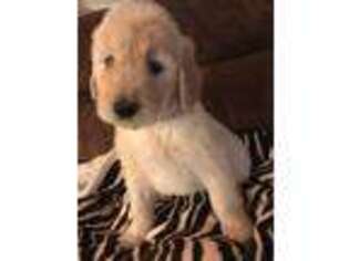 Goldendoodle Puppy for sale in Pasadena, MD, USA