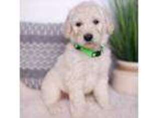 Goldendoodle Puppy for sale in Denver, CO, USA