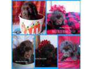 Newfoundland Puppy for sale in Collins, MO, USA