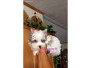 Yorkshire Terrier Puppy for sale in Austin, TX, USA