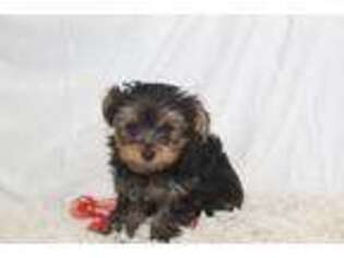 Yorkshire Terrier Puppy for sale in Arbela, MO, USA