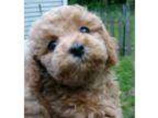 Mutt Puppy for sale in Walton, NY, USA