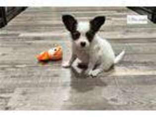 Papillon Puppy for sale in Fort Smith, AR, USA