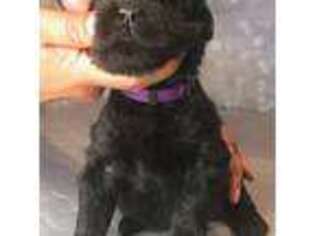 Black Russian Terrier Puppy for sale in Monroeville, PA, USA