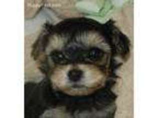 Yorkshire Terrier Puppy for sale in Westmoreland, TN, USA