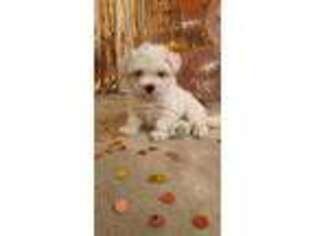 Maltese Puppy for sale in Gonzales, LA, USA