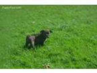 Olde English Bulldogge Puppy for sale in Garrettsville, OH, USA