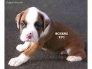 Boxer Puppy for sale in Nicholls, GA, USA