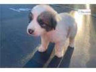 Great Pyrenees Puppy for sale in Hinesville, GA, USA