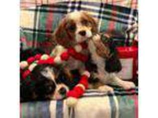 Cavalier King Charles Spaniel Puppy for sale in Sylmar, CA, USA