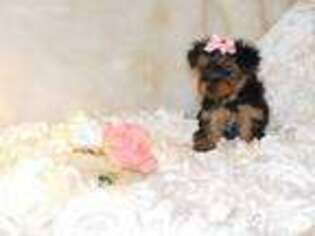 Yorkshire Terrier Puppy for sale in Warrensburg, MO, USA