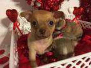 Chihuahua Puppy for sale in Rowdy, KY, USA