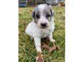 Mutt Puppy for sale in Lakeville, IN, USA