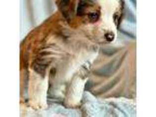 Miniature Australian Shepherd Puppy for sale in Mason City, NE, USA