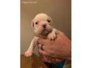 Bulldog Puppy for sale in Wagram, NC, USA