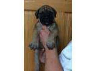 Bullmastiff Puppy for sale in Mifflinburg, PA, USA