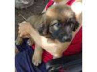Leonberger Puppy for sale in Shelby, NC, USA