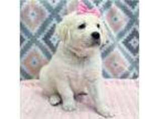 Golden Retriever Puppy for sale in Chestertown, MD, USA