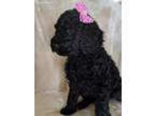 Goldendoodle Puppy for sale in Polk, NE, USA