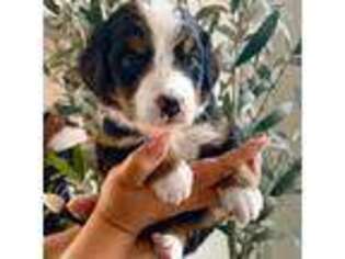 Bernese Mountain Dog Puppy for sale in Dallas, TX, USA