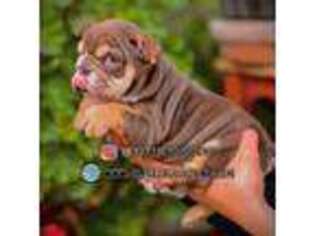 Bulldog Puppy for sale in Temecula, CA, USA