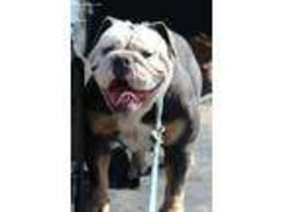 Olde English Bulldogge Puppy for sale in Austin, TX, USA