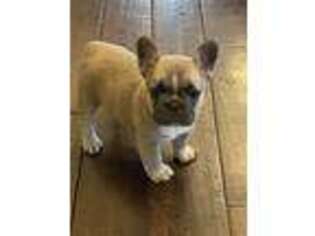 French Bulldog Puppy for sale in Florence, KY, USA