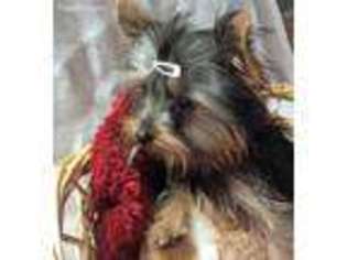 Yorkshire Terrier Puppy for sale in Broken Arrow, OK, USA