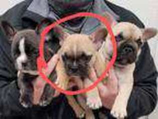 French Bulldog Puppy for sale in Mount Sterling, KY, USA