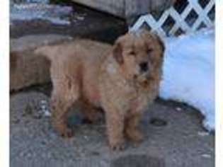 Golden Retriever Puppy for sale in Holmesville, OH, USA