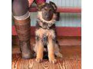 German Shepherd Dog Puppy for sale in Pana, IL, USA