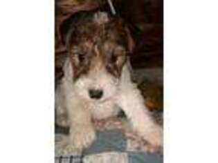 Mutt Puppy for sale in Mooers, NY, USA