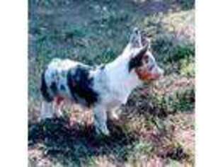 Pembroke Welsh Corgi Puppy for sale in Lexington, KY, USA