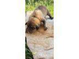 Tibetan Mastiff Puppy for sale in Monroe, NC, USA