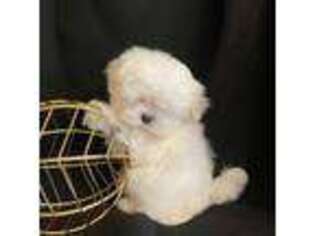 Maltese Puppy for sale in Brookfield, IL, USA