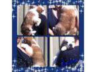 Saint Bernard Puppy for sale in BEAVER CITY, NE, USA