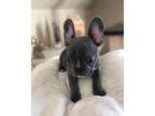 French Bulldog Puppy for sale in Cameron, OK, USA