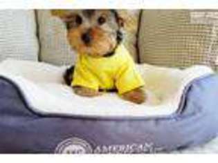 Yorkshire Terrier Puppy for sale in San Diego, CA, USA